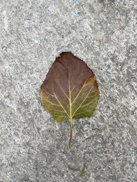 hoja verde que se convierte en marrón - 6134 fotografías e imágenes de stock