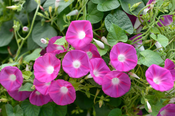 Common morning glory Common morning glory flowers - Latin name - Ipomoea purpurea ipomoea purpurea stock pictures, royalty-free photos & images