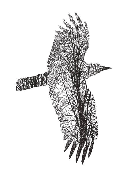 bildbanksillustrationer, clip art samt tecknat material och ikoner med multiple exposure of flying crow and trees - animal double exposure