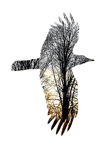 Multiple exposure of flying crow and trees