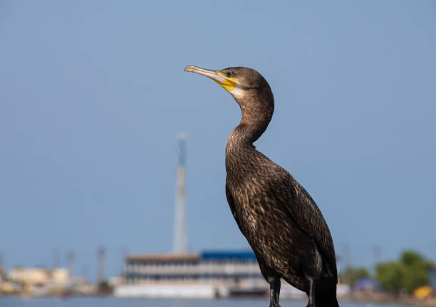 great cormorants resting on old rusty pier by the sea.