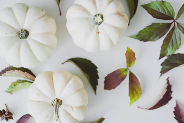 istock Background of small white and yellow pumpkins on the table. 1365584828