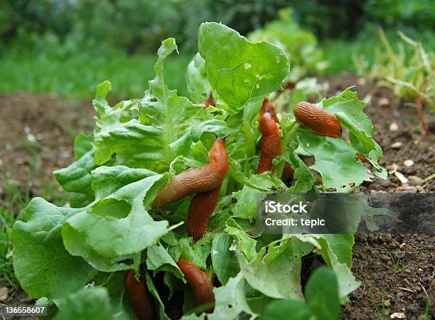 Snail Invasion Stock Photo - Download Image Now - Amphibian, Animal, Animal Wildlife