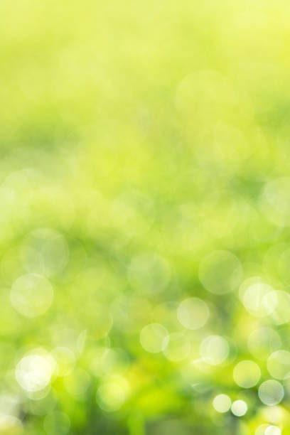 lush green spring season bokeh background - nature selective focus green vertical imagens e fotografias de stock