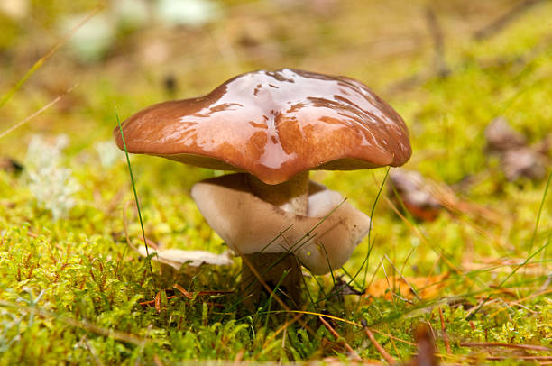 Mushroom (Suillus variegatus) Mushroom (Suillus variegatus) in autumn forest suillus variegatus stock pictures, royalty-free photos & images