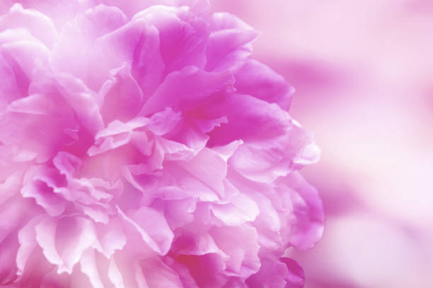 istock Petal of pink rose on blur background 1365587367
