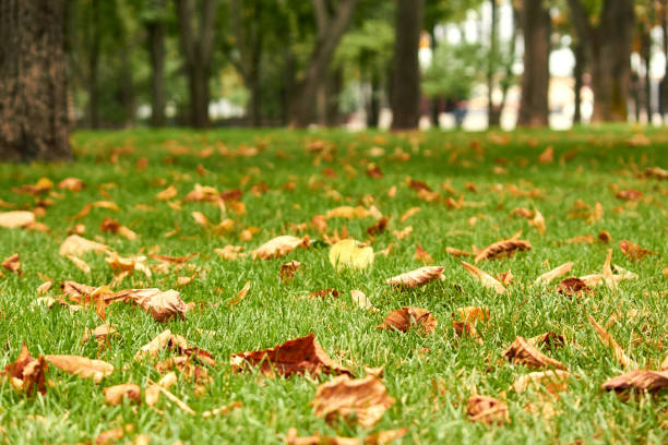 Autumn leaves in green grass. Shallow depth of field. In the background trees and bushes