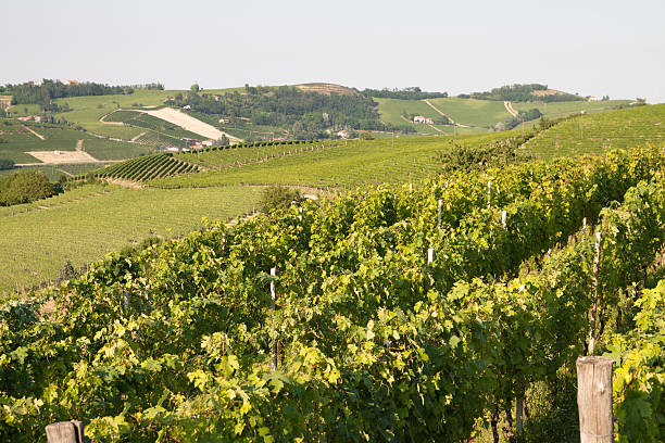 istock Vineyard in Monferrato - Piedmont, Italy 136558832