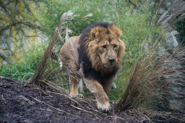 istock male lion walking in a zoologic park 1365588895