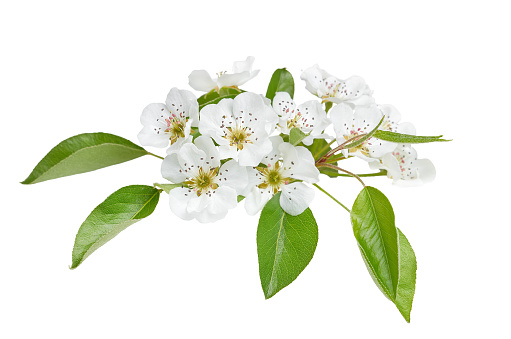 pear tree flowers isolated on white background