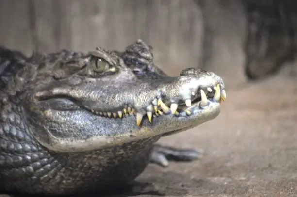 Photo of crocodile head