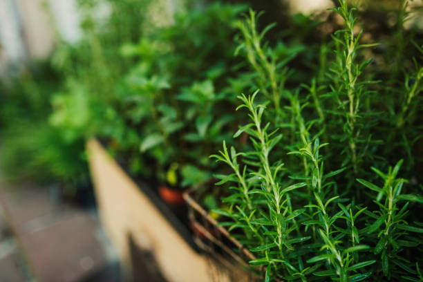 istock Kitchen herb plants in wooden box 1365590124
