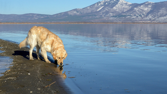 Golden retriever on a beach of lake.