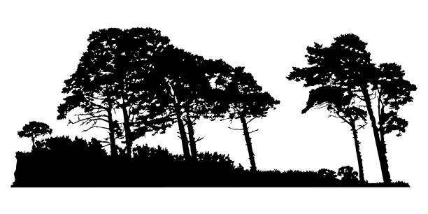 Trees silhouette isolated on white background. Pines or cedar landscape. vector art illustration