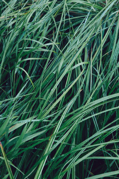 istock Green wet grass with drops of water 1365590956