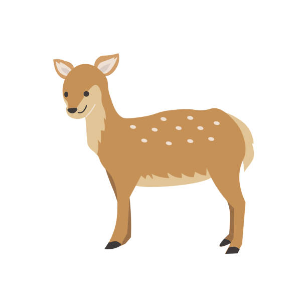 A female deer with a gentle smile A female deer with a gentle smile doe stock illustrations