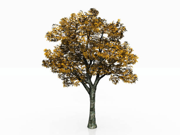 istock plane  of autumn 1365595959