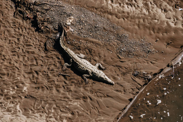istock Crocodiles in the river Tarcoles, Costa Rica 1365598328