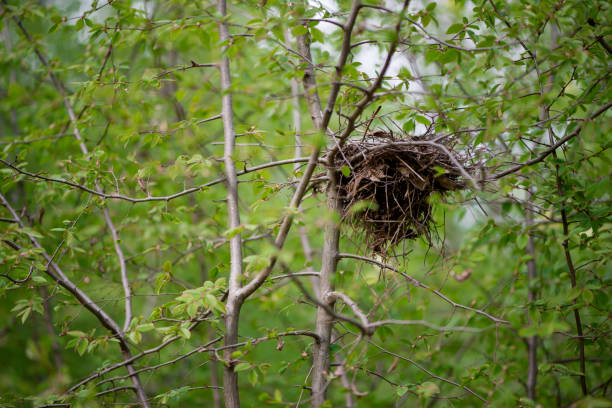 Bird's nest in the branches of a green tree in the spring forest - selective focus