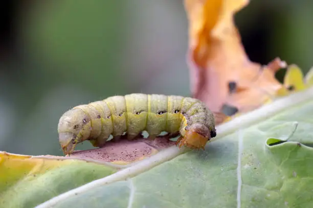 Caterpillar moth of the family Noctuidae - owlet moths, ermyworm on winter oilseed rape leaf. It is a dangerous pest.