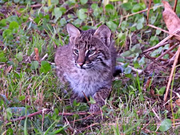 istock Bobcat (Lynx rufus) kitten resting in the grass 1365598671