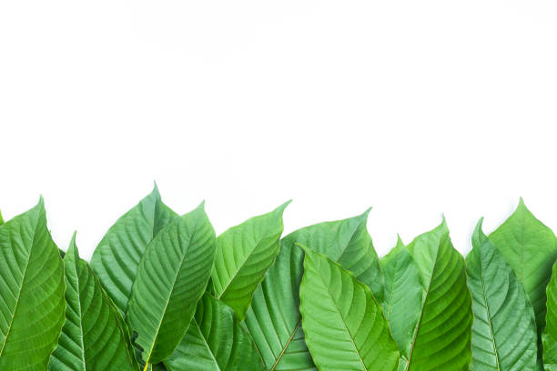 흰색 배경에 신선한 kratom 잎 또는 미트라지나 speciosa 스톡 사진