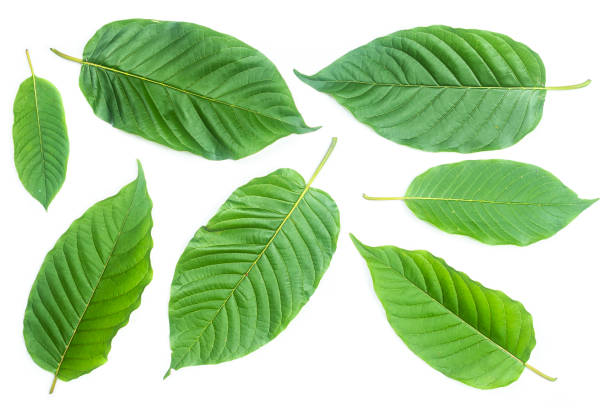 istock Fresh kratom leaves or Mitragyna speciosa on white background 1365598867