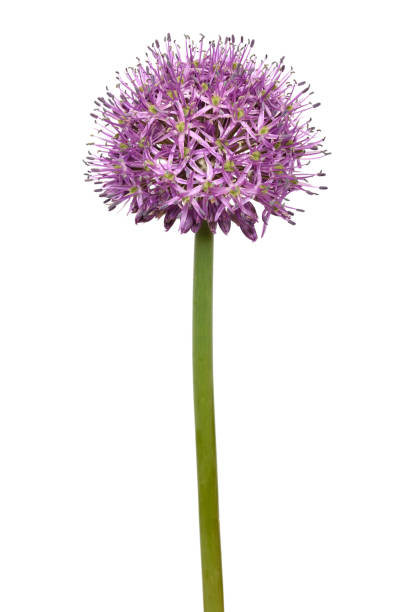 Allium flower isolated stock photo