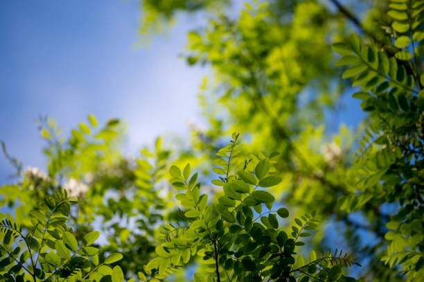 istock Flowers of white acacia 1365599830