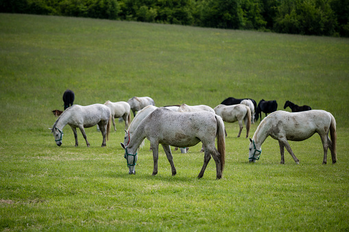 Horses, white, pasture, summer