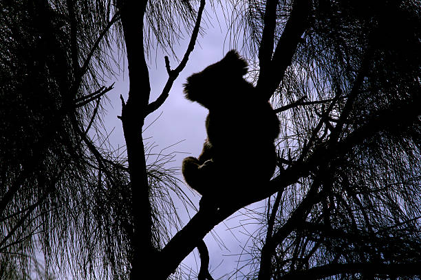 Western hoolock gibbon (Male) in action, silhouette image.