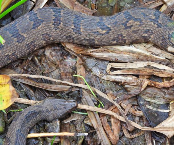 brown watersnake (nerodia taxispilota) odpoczywa na terenach podmokłych - water snake zdjęcia i obrazy z banku zdjęć