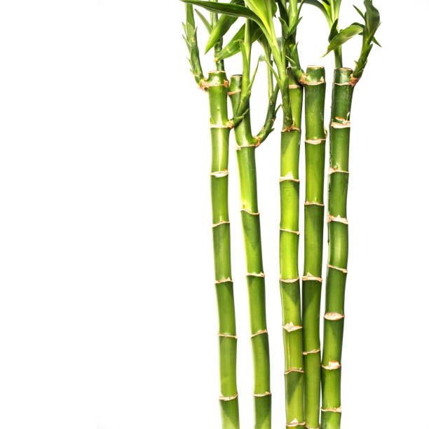 istock Lucky bamboos isolated on white background with copy space 1365600116