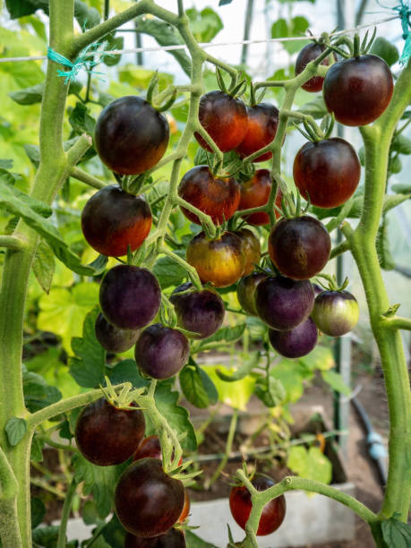 枝に生える熟した紫色のトマト - planting crop ripe branch ストックフォトと画像