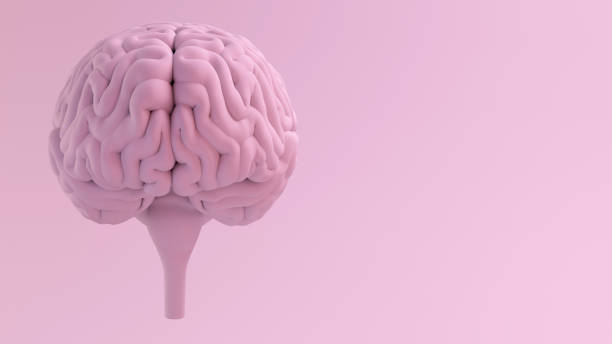 vista frontal del cerebro de la serie rosa - cerebelo fotografías e imágenes de stock