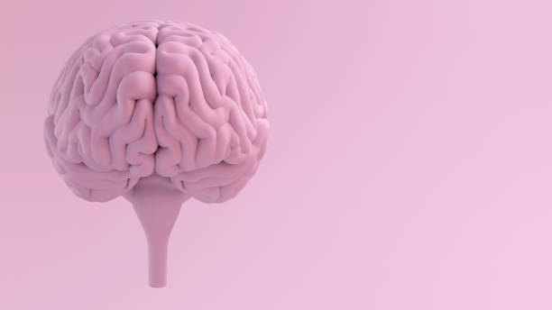 brain front view serie rosa - cervelletto foto e immagini stock