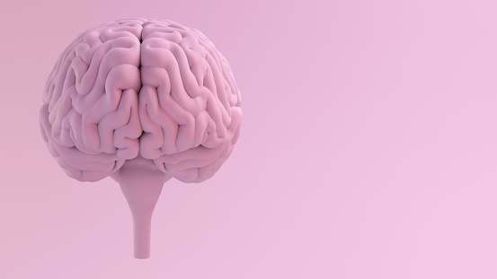 Pink Series Brain Front View