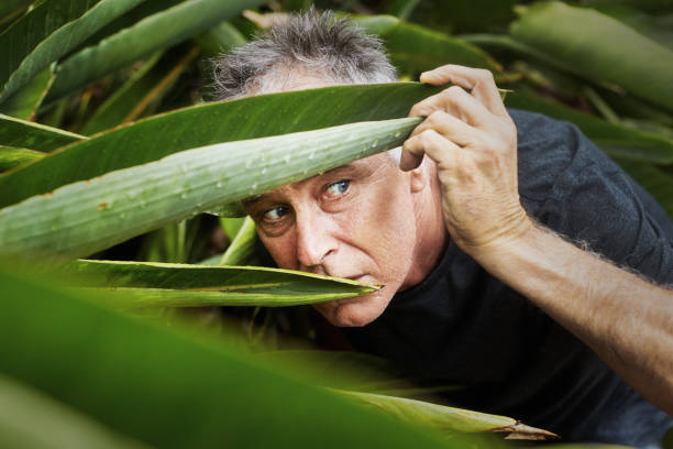 istock Mature man hiding in tropical-looking shrubbery: in danger, or possibly a stalker 1365601264