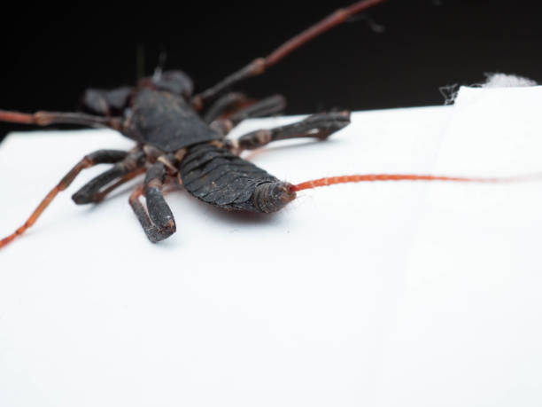 istock Close up shoot of Thelyphonida 1365601752