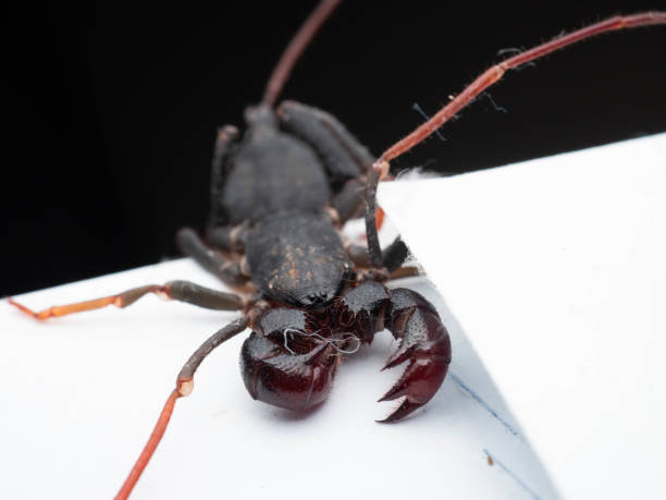 istock Close up shoot of Thelyphonida 1365601918