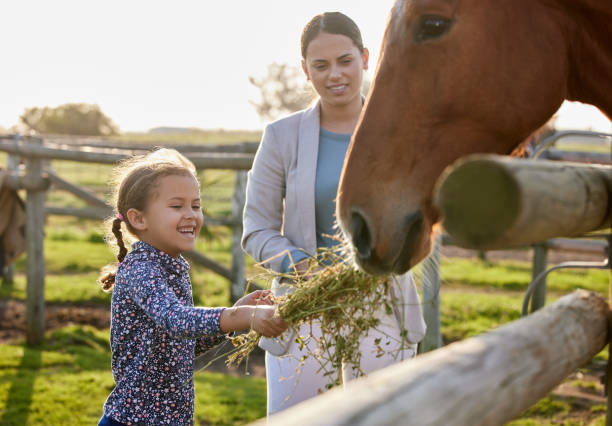 그녀의 어머니가 보이는 동안 그녀의 농장에서 말을 먹이 사랑스러운 어린 소녀의 샷 - horse child animal feeding 뉴스 사진 이미지
