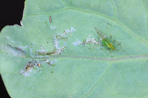 Aphid and thrips on a damaged leaf. These are dangerous pests of plants.