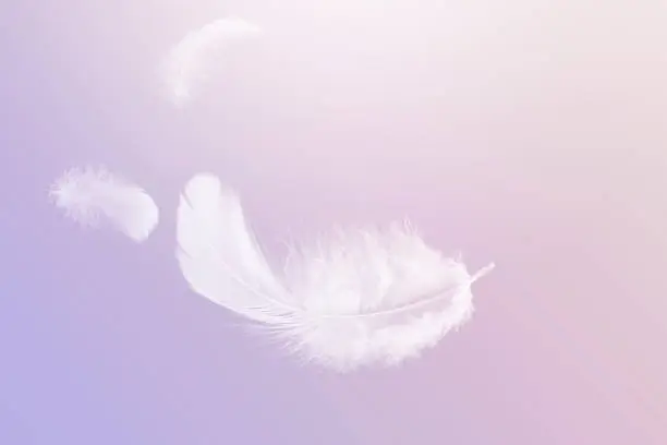 Photo of Lightly of White Fluffly Feathers Floating The Air. Swan Feather Flying on Heavenly in Concept.