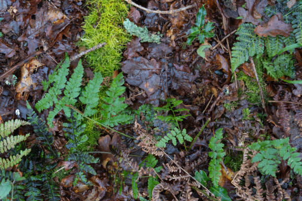 istock Woodland floor 1365604322