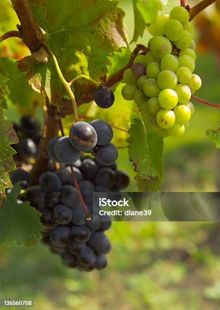 Winogrona Winne - zdjęcia stockowe i więcej obrazów Alkohol - napój - Alkohol - napój, Bez ludzi, Dostatek