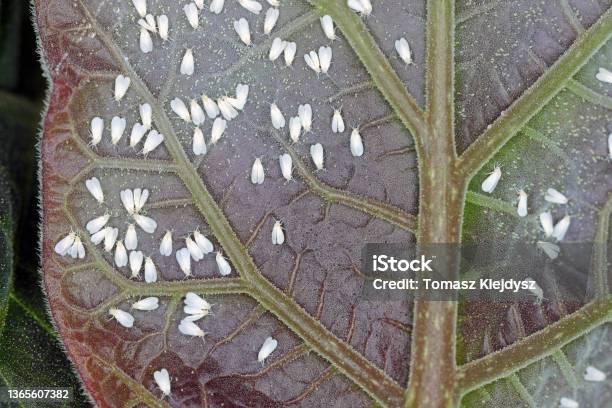 Greenhouse Whitefly Trialeurodes Vaporariorum On The Underside Of Leaves It Is A Currently Important Agricultural Pest Stock Photo - Download Image Now