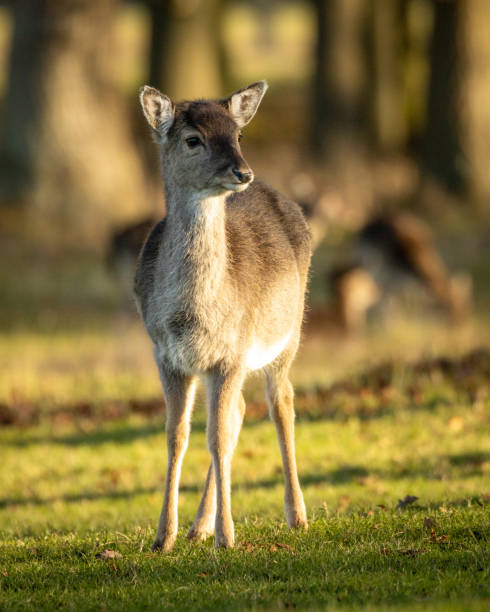 istock Juvenile deer in the grass from nature reserve 1365607446