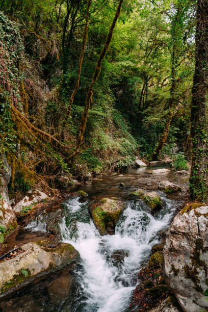 istock Stunning River Landscape with wild forest around 1365607467