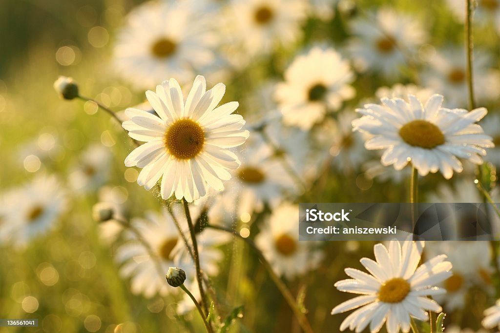 Daisies - Foto de stock de Amanecer libre de derechos