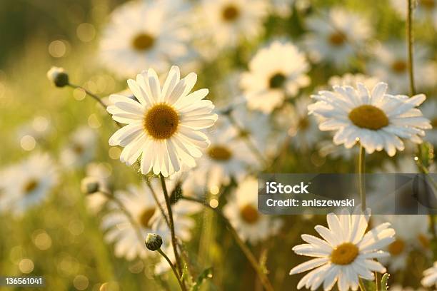 Daisies - Fotografie stock e altre immagini di Alba - Crepuscolo - Alba - Crepuscolo, Close-up, Colore brillante